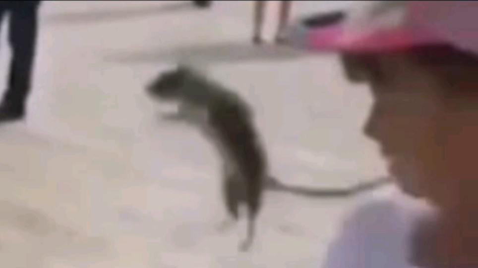 沙雕视频集锦